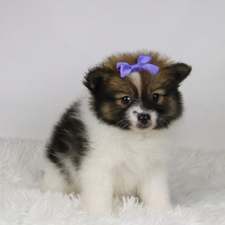 Maggie - Available 11/19