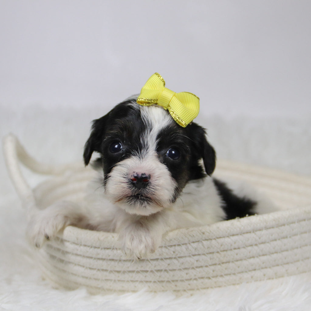 Caledonia - Available Now