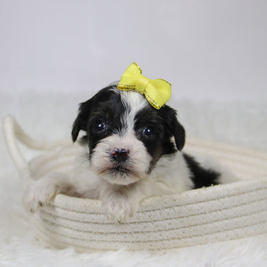 Caledonia - Available 12/10