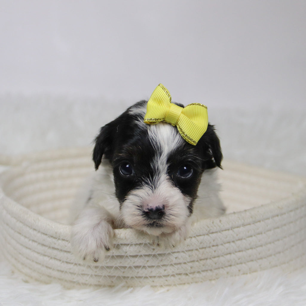 Caledonia - Available Now