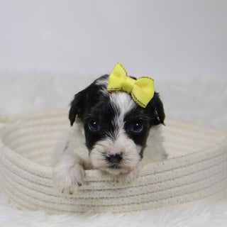 Caledonia - Available Now