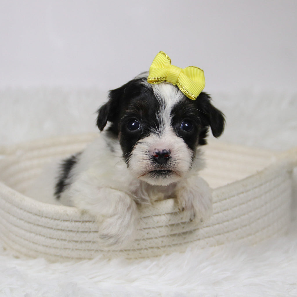 Caledonia - Available 12/10