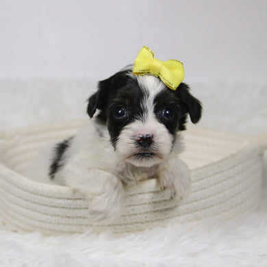 Caledonia - Available 12/10