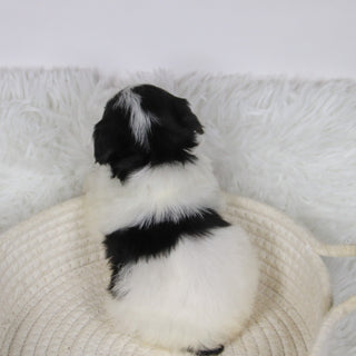 Caledonia - Available 12/10