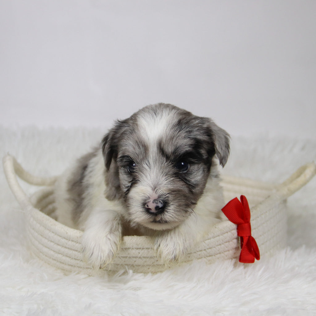 Alfred - Available Now