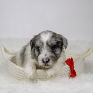 Alfred - Available 12/10