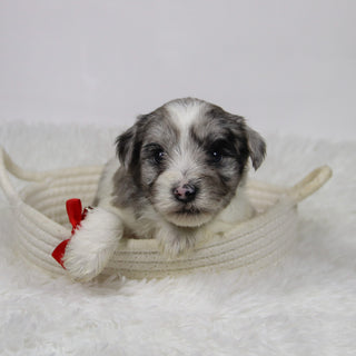 Alfred - Available Now