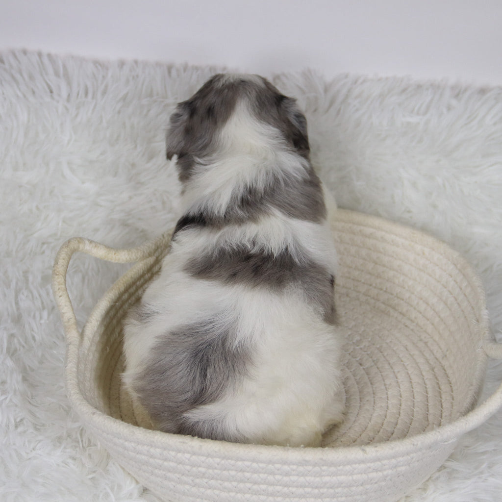 Alfred - Available Now