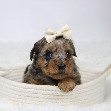 Cabrina - Available 12/10