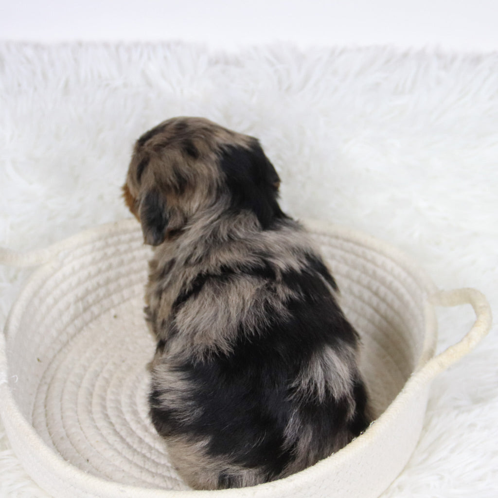 Cabrina - Available 12/10