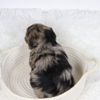 Cabrina - Available 12/10