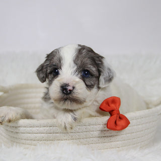 Alfio - Available Now