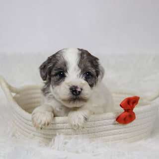 Alfio - Available Now