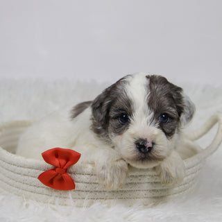 Alfio - Available Now