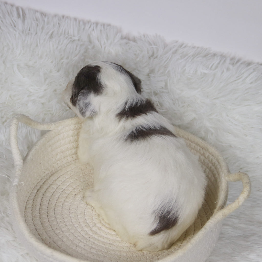 Alfio - Available Now