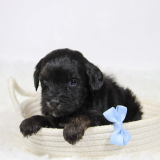 Badar - Available 12/10