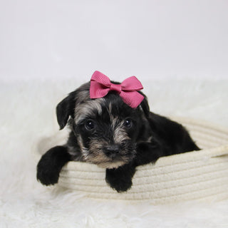 Cacalia - Available 12/10