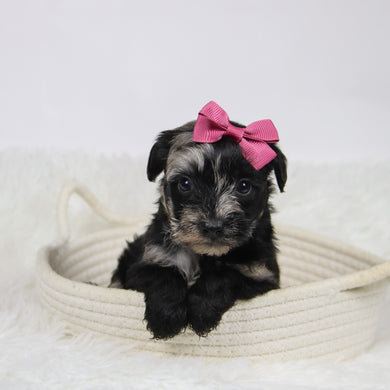 Cacalia - Available 12/10