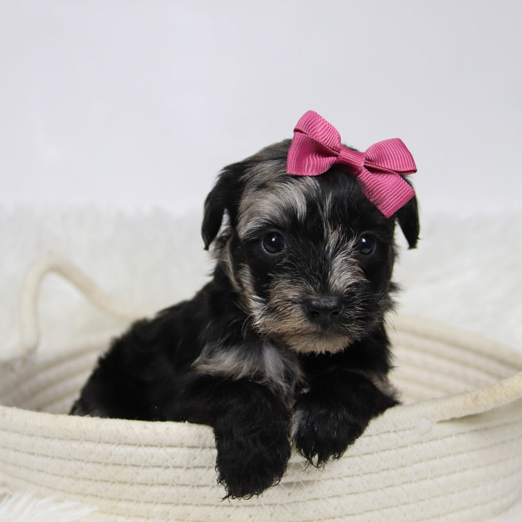 Cacalia - Available 12/10