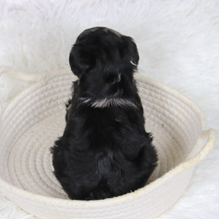 Cacalia - Available 12/10