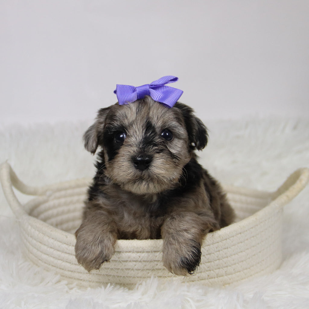 Caca - Available Now