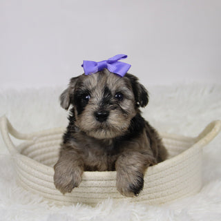 Caca - Available Now