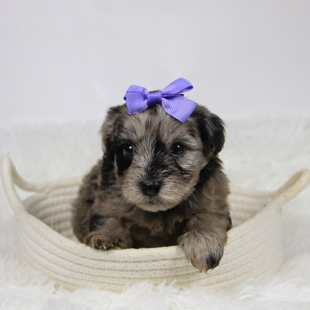 Caca - Available Now