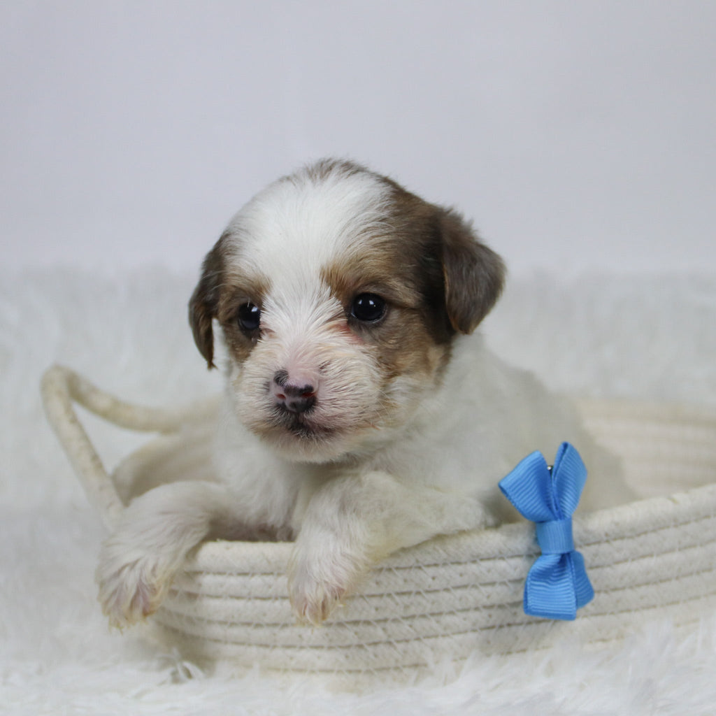 Alon - Available Now