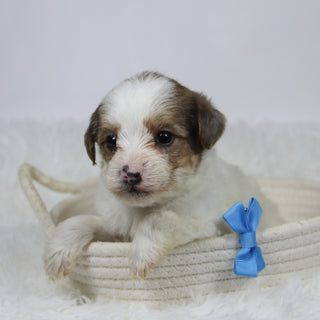 Alon - Available 12/10