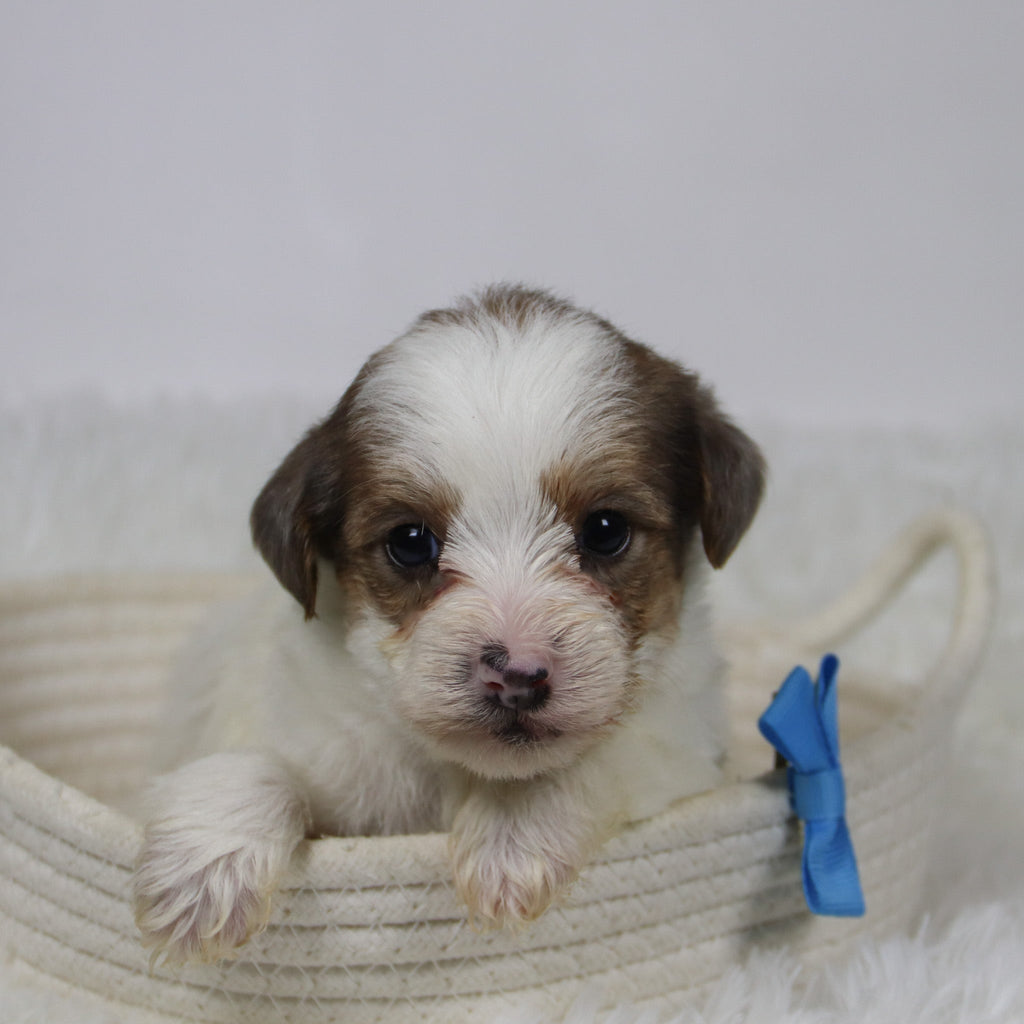 Alon - Available Now