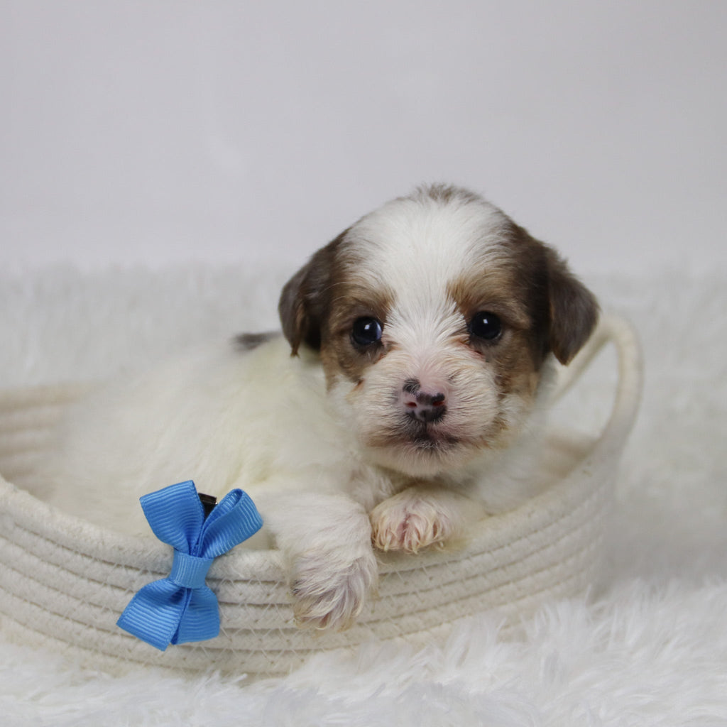 Alon - Available Now