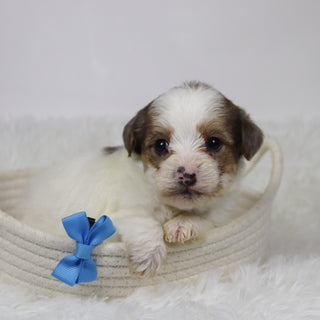 Alon - Available 12/10