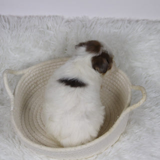 Alon - Available 12/10