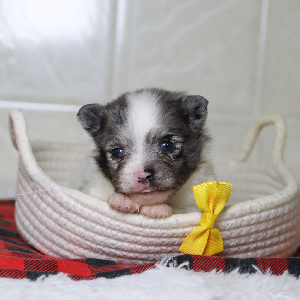 Lincoln - Available 12/31