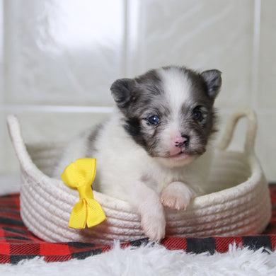 Lincoln - Available 12/31