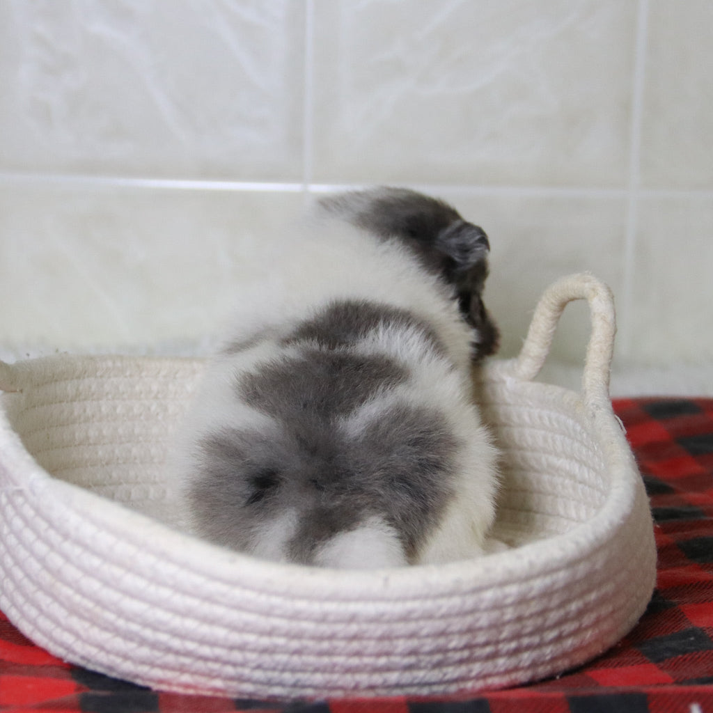 Lincoln - Available 12/31