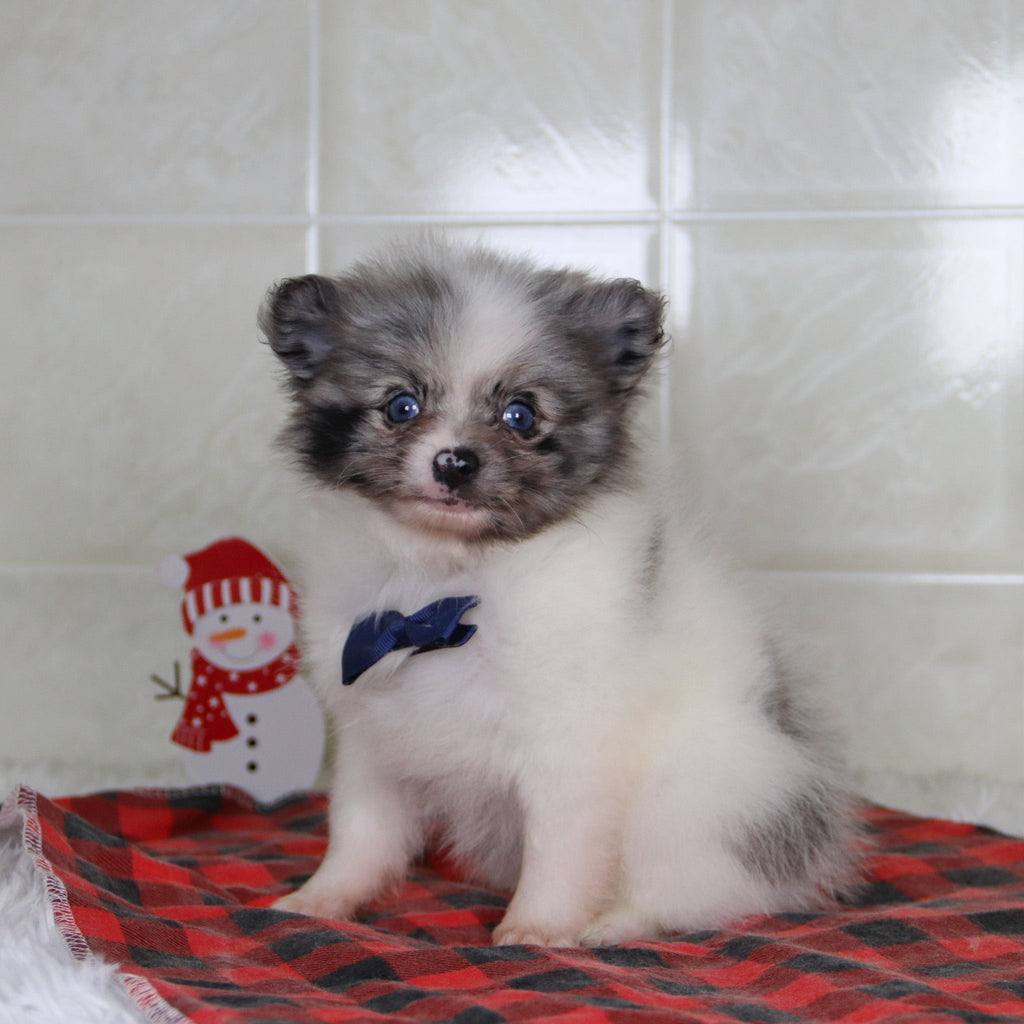 Lincoln - Available 12/31