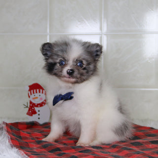 Lincoln - Available 12/31