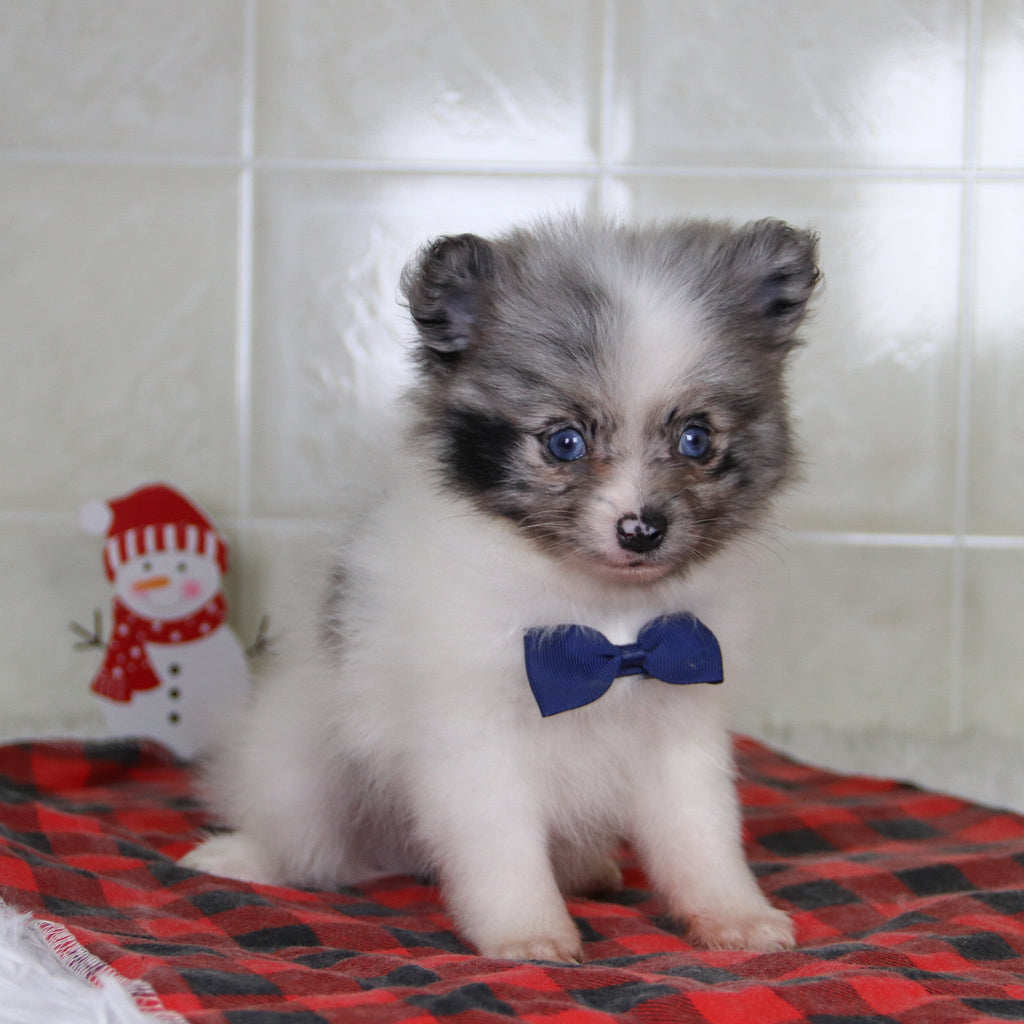 Lincoln - Available 12/31