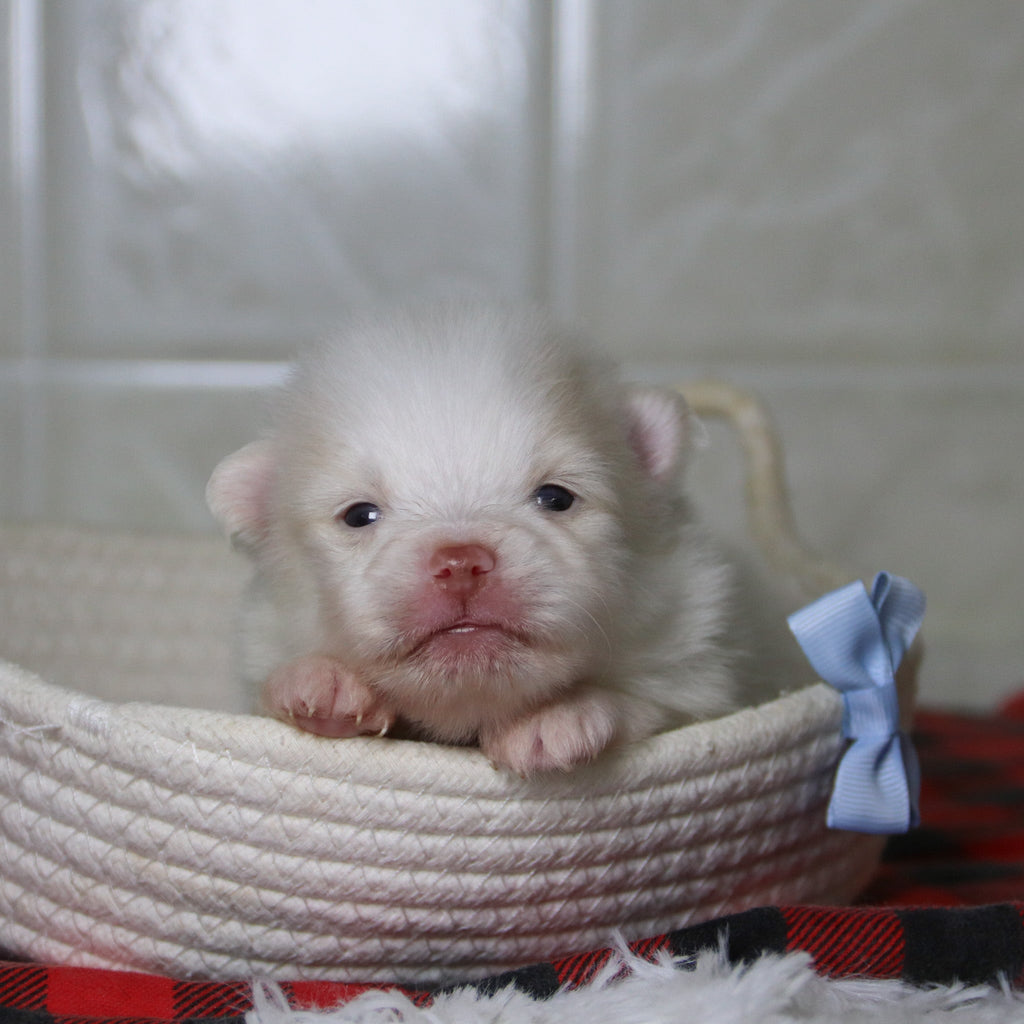 Lyle - Available 12/31