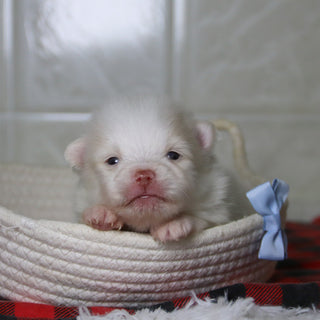 Lyle - Available 12/31