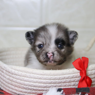 Lenny - Available 12/31