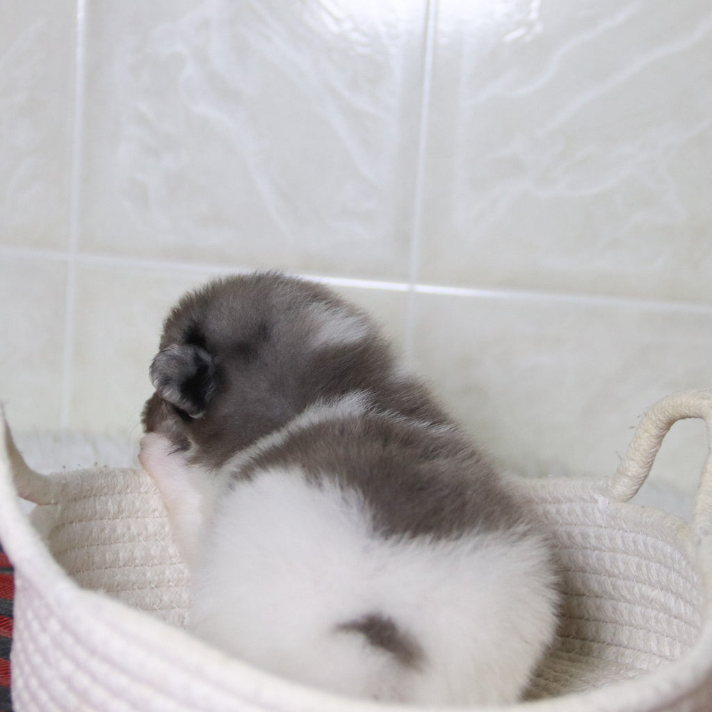 Lenny - Available 12/31