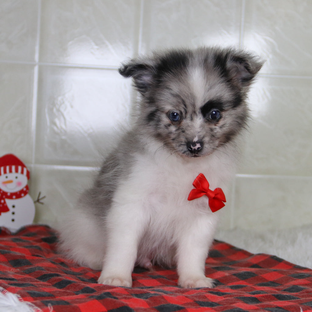 Lenny - Available 12/31