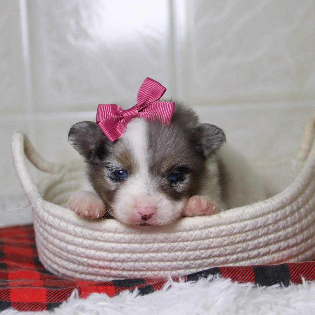 Diana - Available 12/31