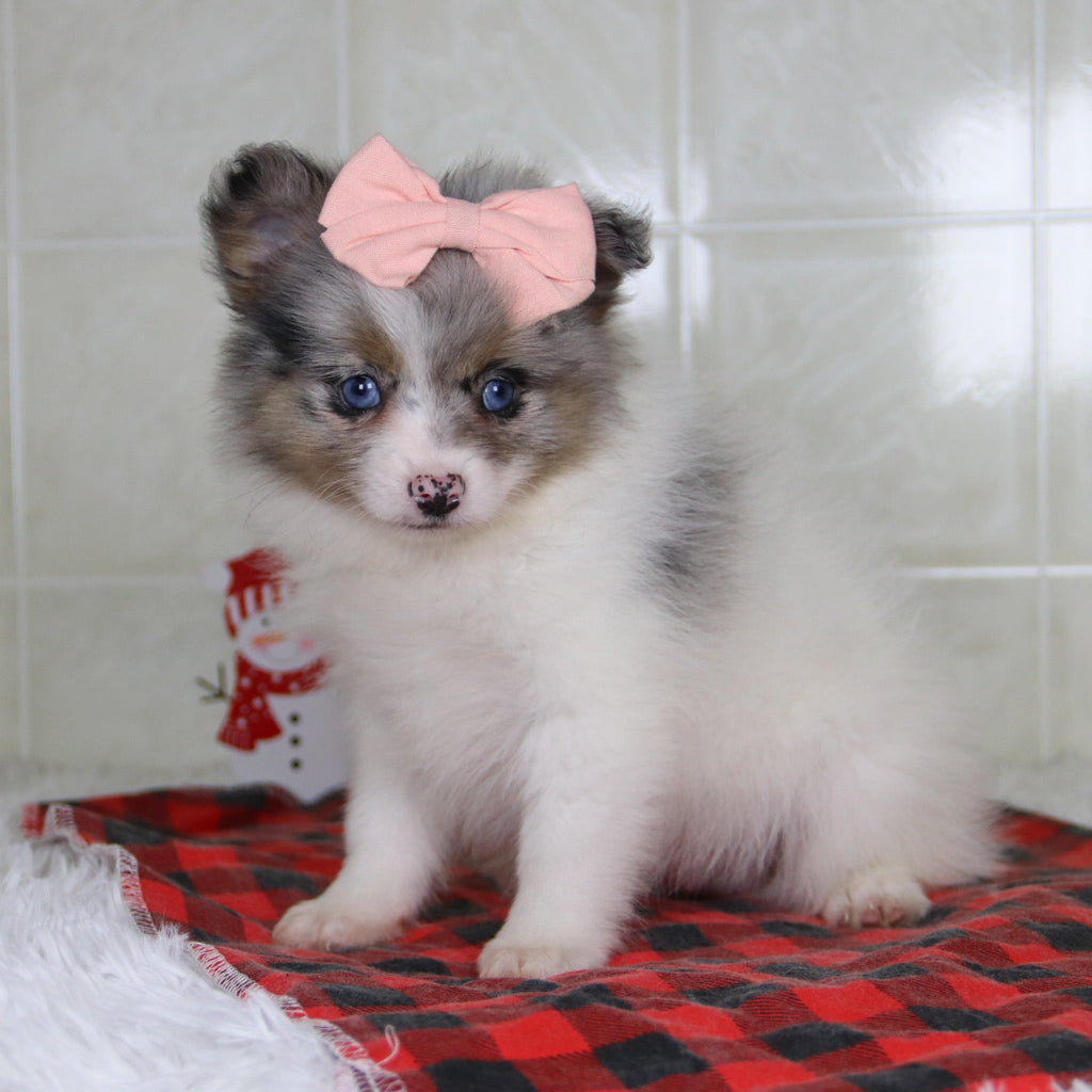 Diana - Available 12/31