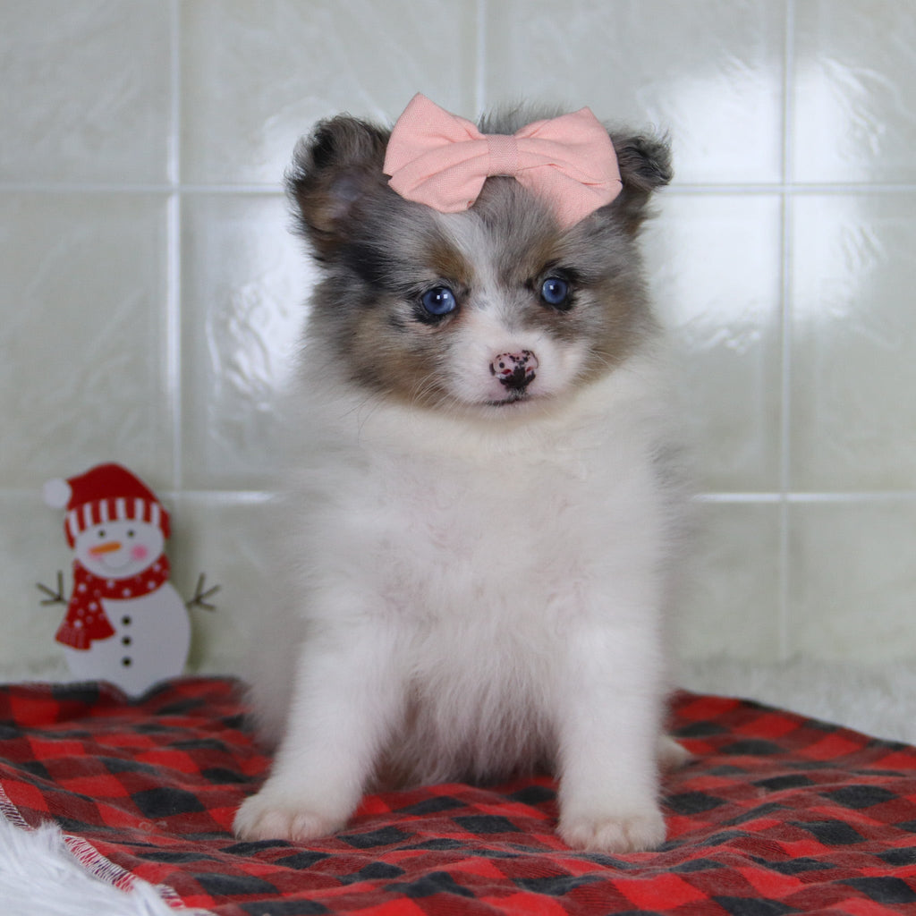 Diana - Available 12/31