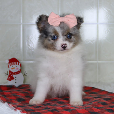 Diana - Available 12/31