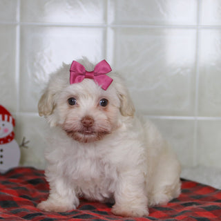 Shelley - Available 12/31