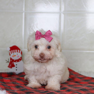 Shelley - Available 12/31